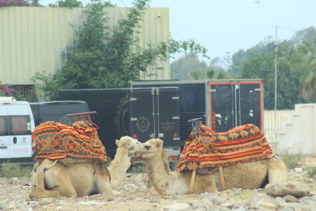 Camel & Horse Adventure Tour - Image 10